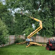 Why Choose Our Tree Removal Services in West Homestead, PA?